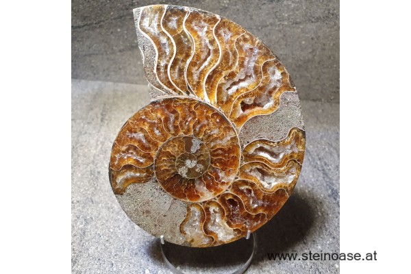 Ammonite Nr.2 - rechts